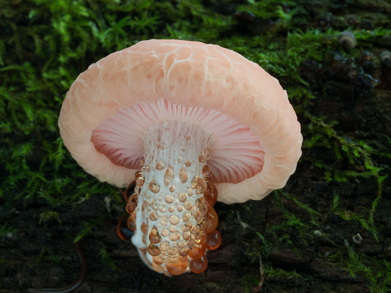 Rhodotus palmatus